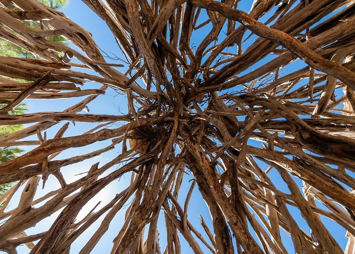 Bella - Cuili Murvoni Solanas